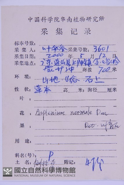 生芽鐵角蕨藏品圖，第2張