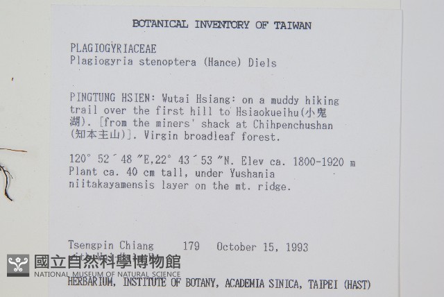 耳形瘤足蕨藏品圖，第2張
