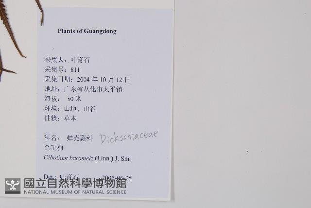 金狗毛蕨藏品圖，第2張