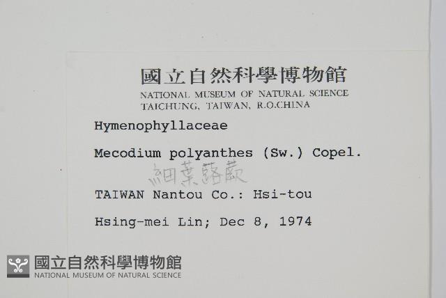 細葉蕗蕨藏品圖，第2張