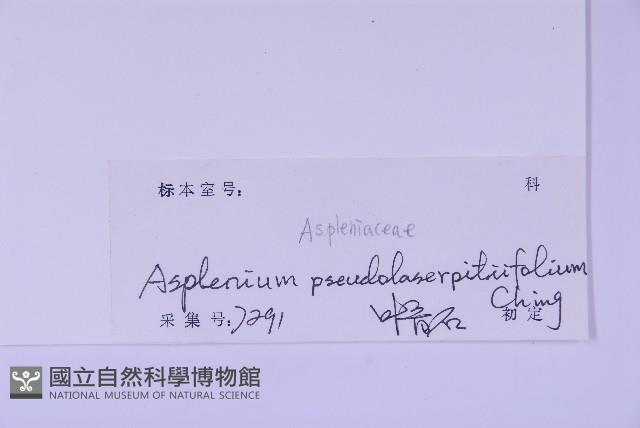 黑鱗鐵角蕨、假大羽鐵角蕨、大羽鐵角蕨藏品圖，第5張