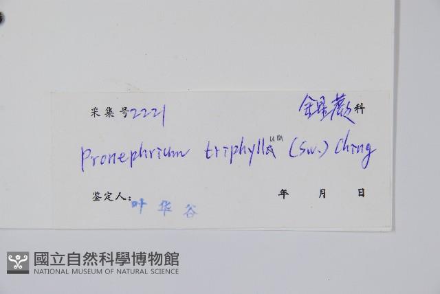 新月蕨藏品圖，第2張