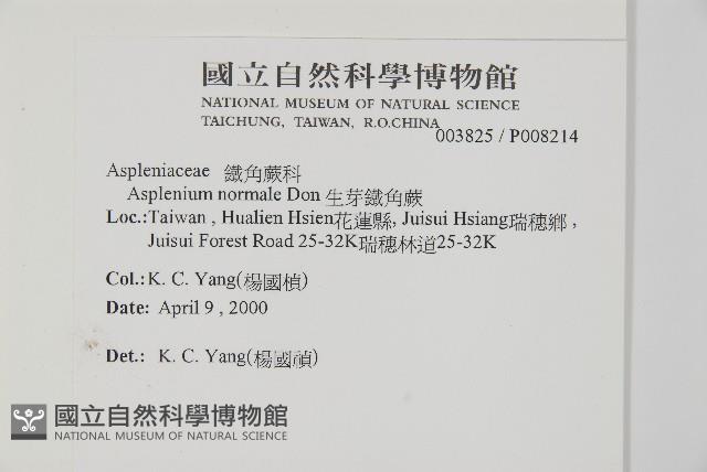 生芽鐵角蕨藏品圖，第2張