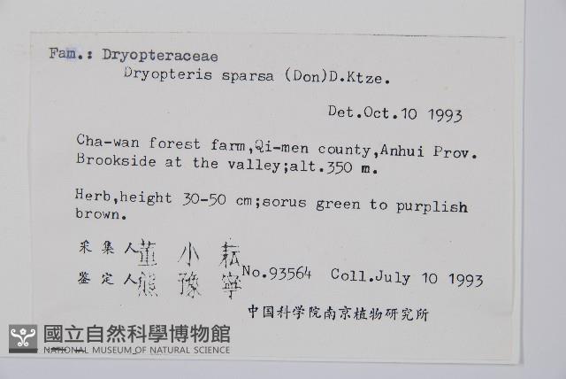 長葉鱗毛蕨藏品圖，第2張