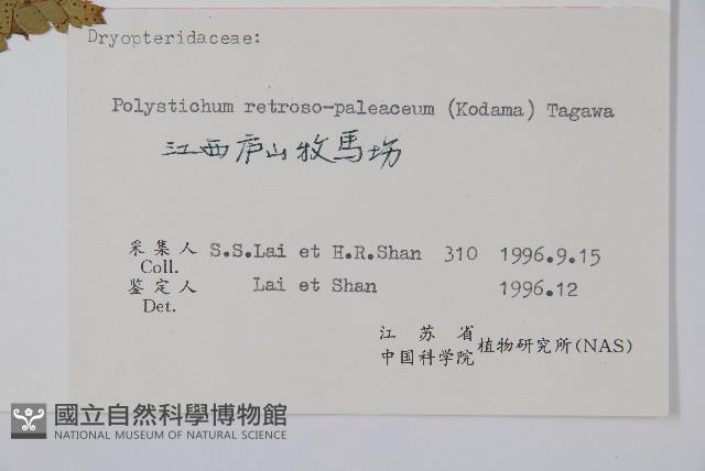 倒鱗耳蕨藏品圖，第2張