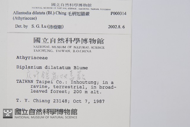 毛柄短腸蕨藏品圖，第2張