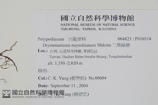 二條線蕨藏品圖，第2張
