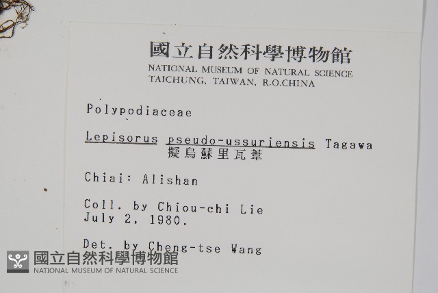 擬烏蘇里瓦葦藏品圖，第2張