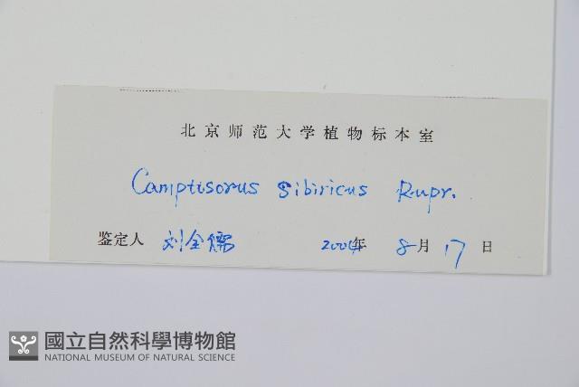 過山蕨藏品圖，第2張