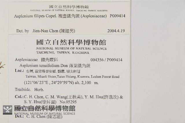 複齒鐵角蕨藏品圖，第2張