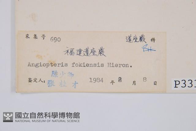 福建蓮座蕨藏品圖，第2張