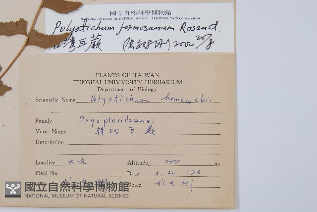 臺灣耳蕨藏品圖，第2張