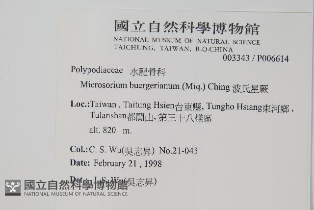 波氏星蕨藏品圖，第2張