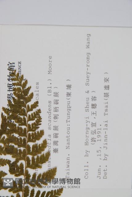 刺柄碗蕨藏品圖，第2張