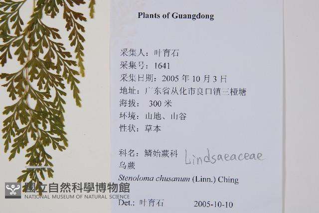 烏蕨藏品圖，第2張