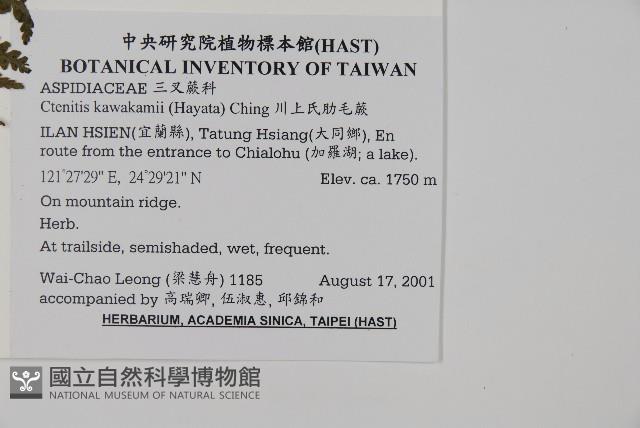 川上氏肋毛蕨藏品圖，第2張