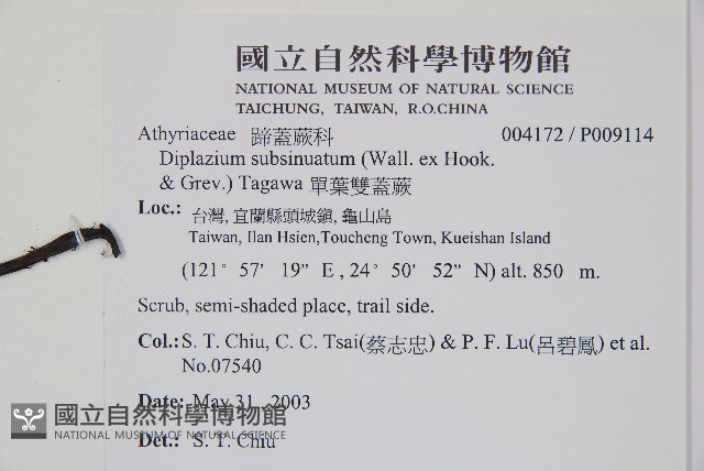 單葉雙蓋蕨藏品圖，第2張