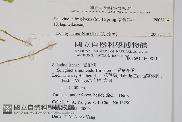 密葉卷柏藏品圖，第2張