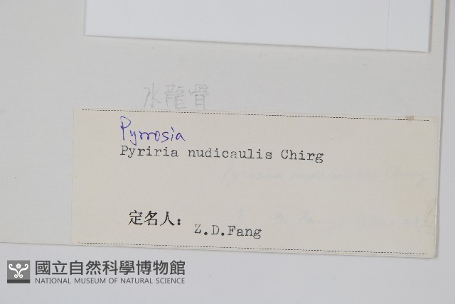 裸莖石韋藏品圖，第2張