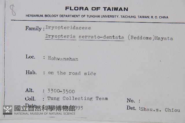 鋸齒葉鱗毛蕨藏品圖，第2張