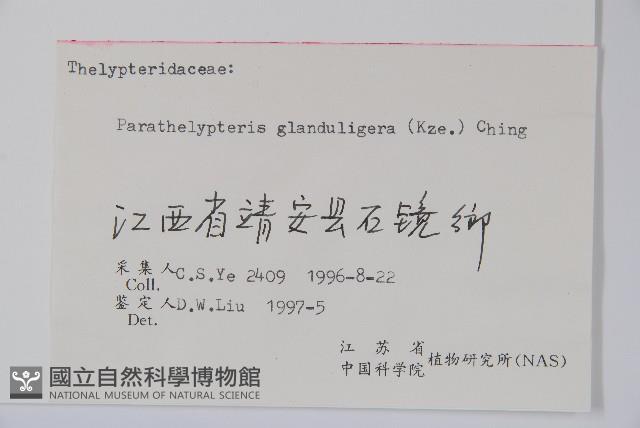 密腺副金星蕨藏品圖，第2張