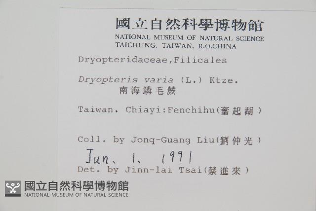 南海鱗毛蕨藏品圖，第2張