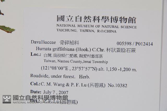 杯狀蓋陰石蕨藏品圖，第2張