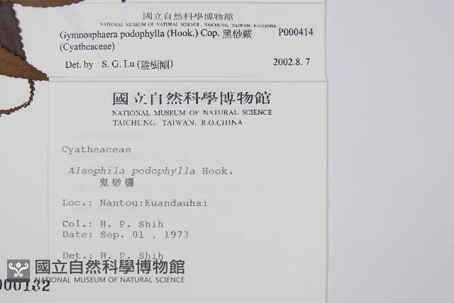 黑桫蕨藏品圖，第2張