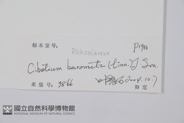 金狗毛蕨藏品圖，第2張