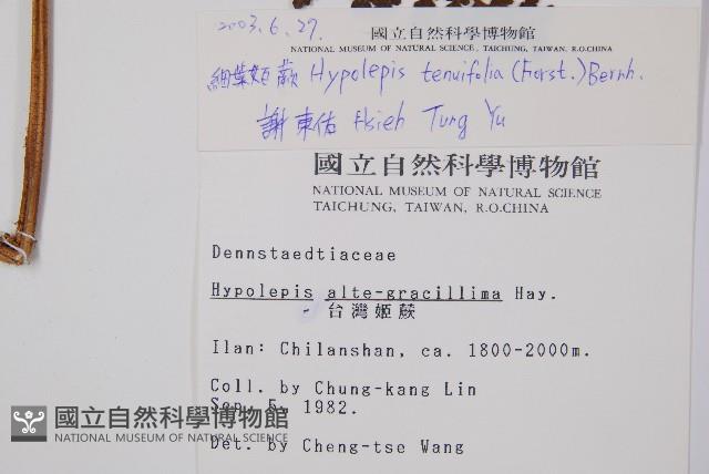 姬蕨藏品圖，第2張