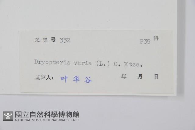 南海鱗毛蕨藏品圖，第2張