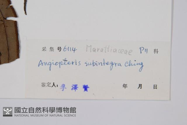 亞全緣觀音座蓮藏品圖，第2張