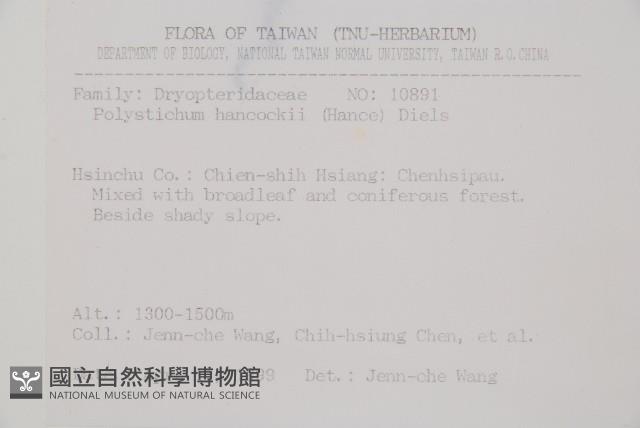 韓氏耳蕨藏品圖，第2張