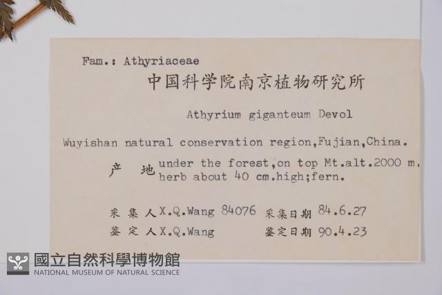 修株蹄蓋蕨藏品圖，第2張