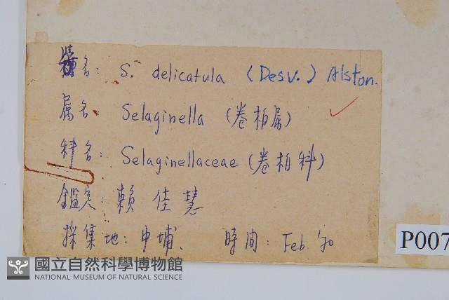 全緣卷柏藏品圖，第2張