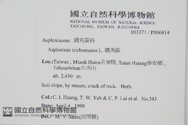 鐵角蕨藏品圖，第2張