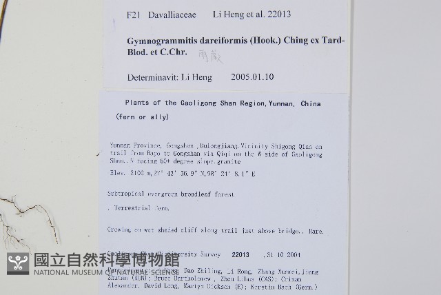 雨蕨藏品圖，第2張