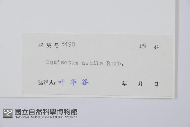 芼管草藏品圖，第2張