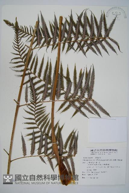 臺灣金狗毛蕨藏品圖，第1張