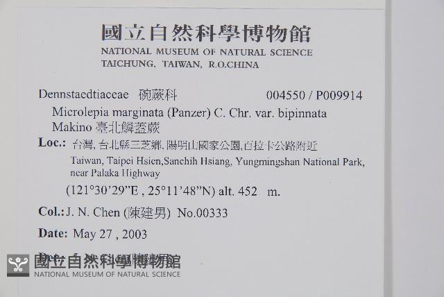 臺北鱗蓋蕨藏品圖，第2張