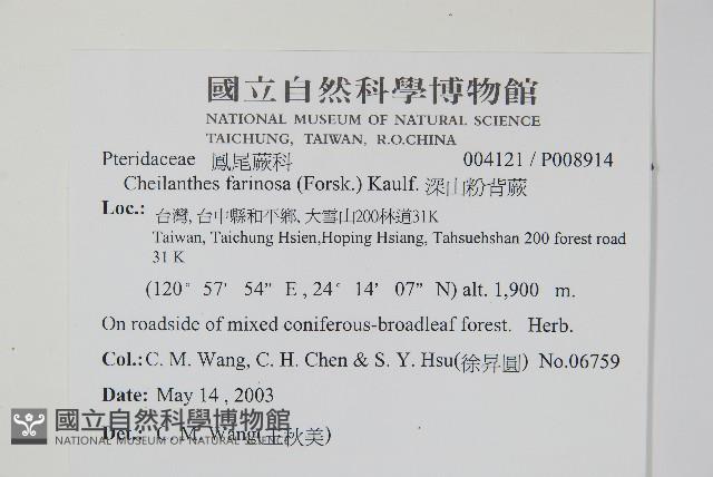 深山粉背蕨藏品圖，第2張