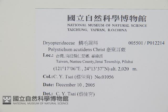 臺東耳蕨藏品圖，第2張