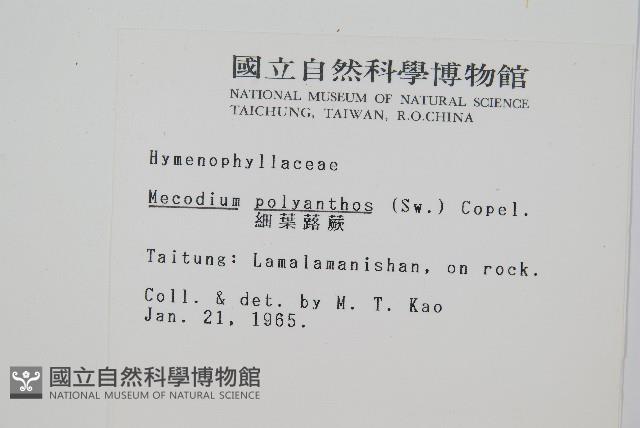 細葉蕗蕨藏品圖，第2張