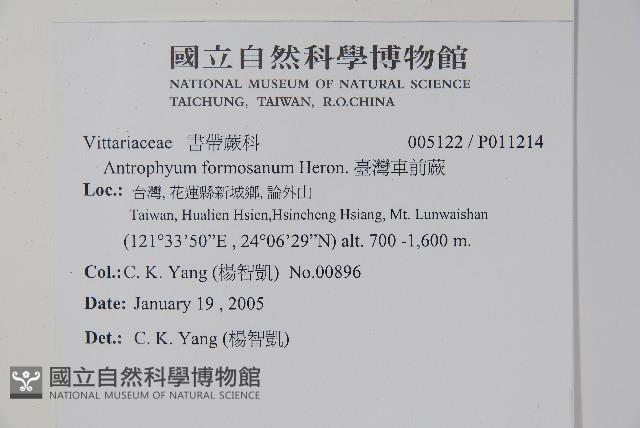 臺灣車前蕨藏品圖，第2張