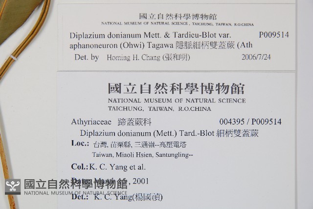 隱脈細柄雙蓋蕨藏品圖，第2張