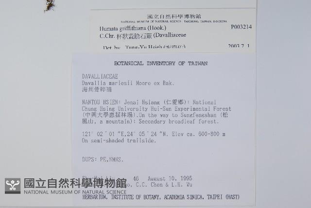 杯狀蓋陰石蕨藏品圖，第2張