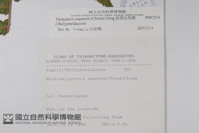 斜葉金星蕨藏品圖，第2張