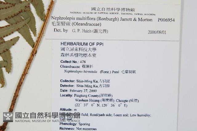 毛葉腎蕨藏品圖，第2張