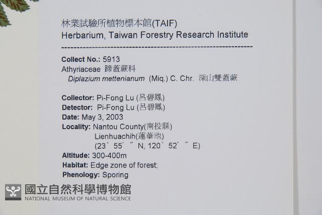 深山雙蓋蕨藏品圖，第2張