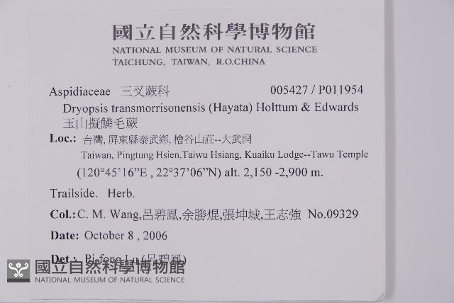 玉山擬鱗毛蕨藏品圖，第2張